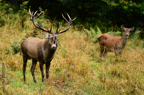 Red deer  Cervus elaphus  in a meadow near the forest during the rut