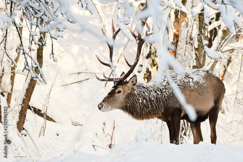 Fototapeta Naklejka Na Ścianę i Meble -  Red deer (Cervus elaphus). Red stag in the forest.