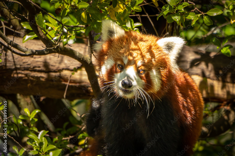 Fototapeta premium Adorable Red Panda In Tree Leaves. 