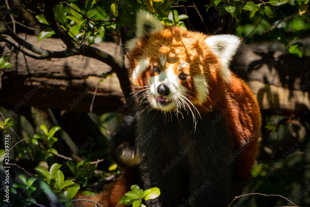 Obraz premium Red Panda Face Close Up 