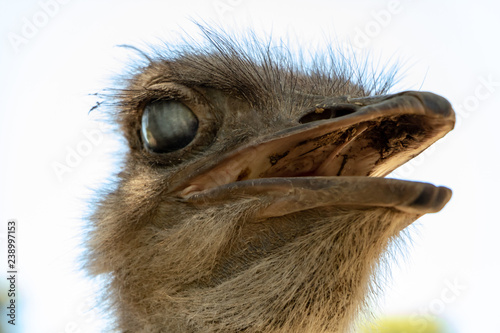 Ostrich Closes Second Eyelid Fold  photo