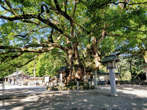 Big Tree