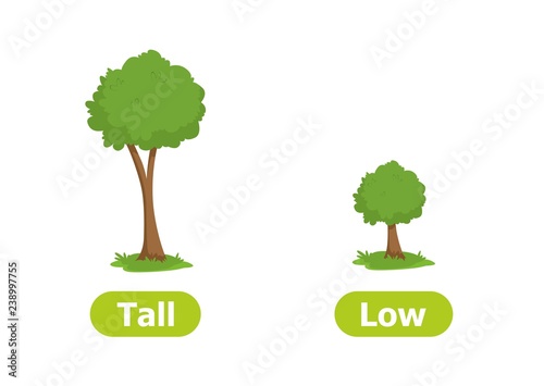 Vector antonyms and opposites. Illustrations on white background. Card for children сan be used as a teaching aid for a foreign language learning. Tall and Low.