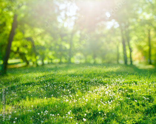 grass background