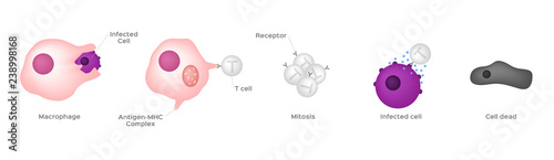 immune response system vector