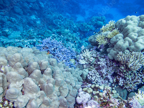 Colorful coral reef at the bottom of tropical sea  underwater landscape