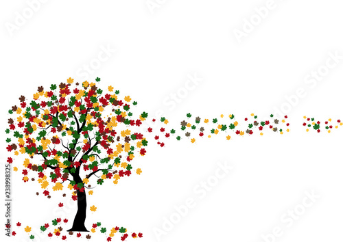 Maple tree with colorful leaves, autumn tree with leaves fall from the tr