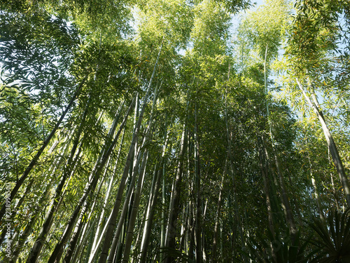 Hautes tiges ou Chaumes de bambou