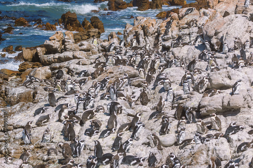 African penguin colony in Betty's bay, South Africa