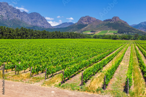 Vineyard and the mountains in Franschhoek town in South Africa