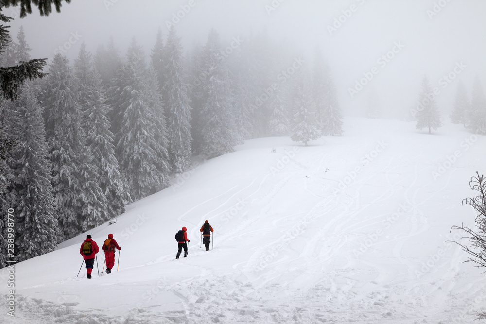 Hikers go up on snowy slope in snow-covered spruce forest at haze