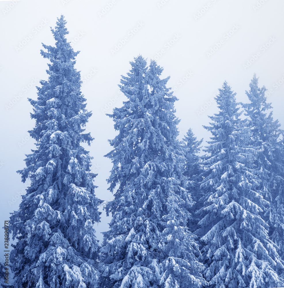Frozen snow-covered fir-trees in magic forest after snowfall