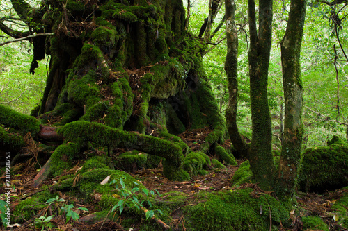 YAKUSHIMA                  