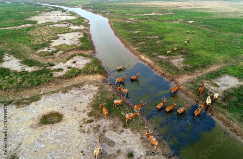 Nature reserve of milu deer wetland, dafeng district, yancheng city, jiangsu province, China photo