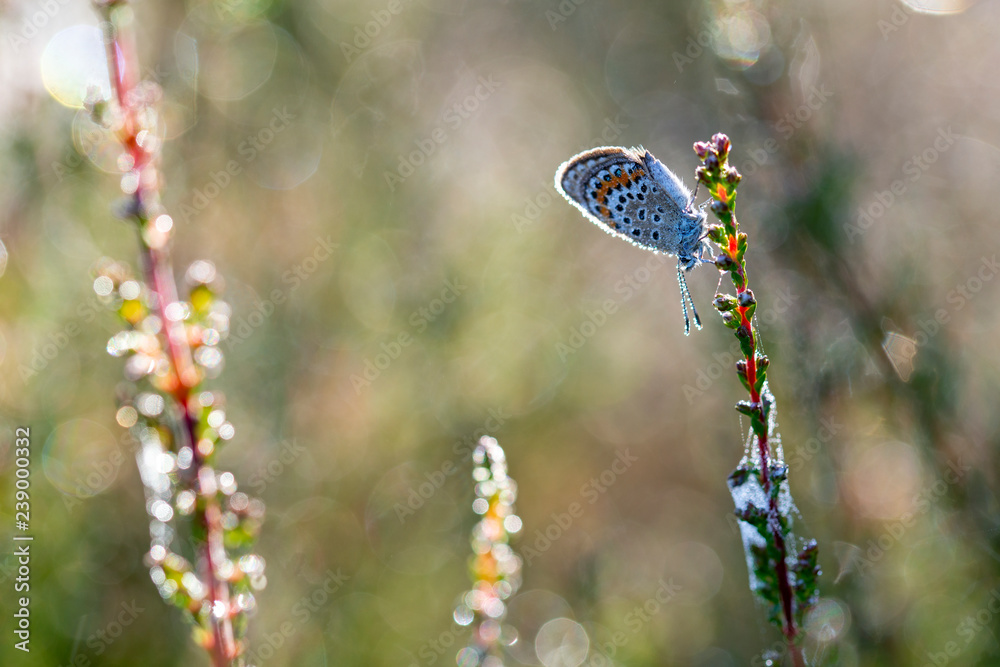 Fototapeta premium Plebejus argus photographed during the early morning, when they are still under the dew, waiting for some sunbeams to dry up and to fly.