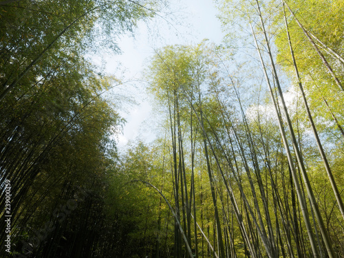 Cimes de bambous géant sous un ciel bleu photo