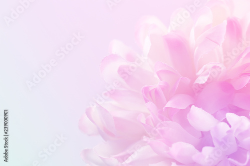 Chrysanthemum flowers in soft pastel color and blur style for background