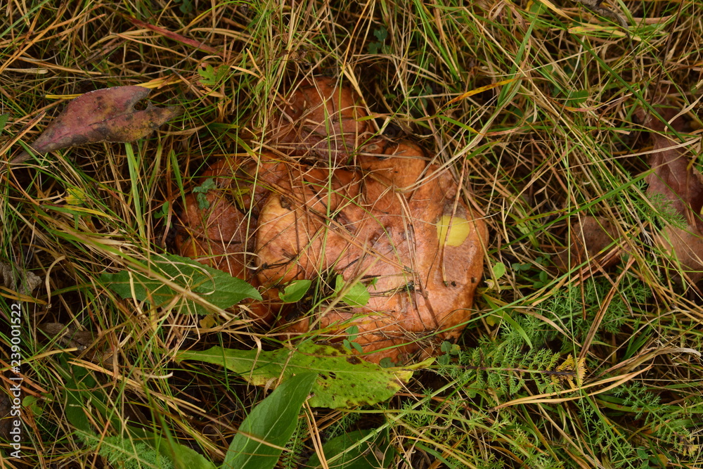 mushroom hiding in the grass