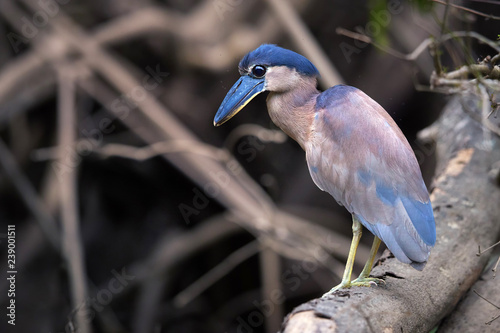 Boat-billed heron, Cochlearius cochlearius, nocturnal bird from heron family standing on mangrove roots against muddy river bank. Nocturnal bird with massive broad scoop-like bill, Tarcoles,Costa Rica photo