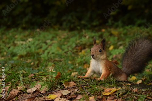 surprised  russian squirrel © Nadezhda