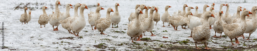 many white geese on a snovy meadow in winter many white geese on a snovy meadow in winter