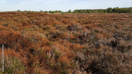 Dying heath due to drought, Maasduinen National Park, Limburg, Netherlands