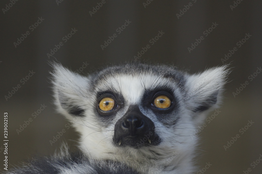 Naklejka premium ワオキツネザル