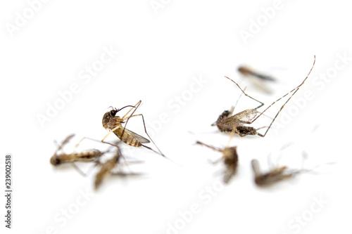 The dead mosquito remains isolated on a white background for graphic design.Insects that carry dengue fever to people.Epidemics found in tropical countries.