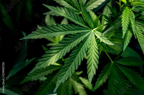 A plant of marijuana on a blurred natural background. Selective focus.