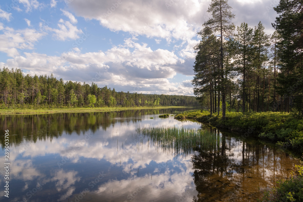 Obraz premium Lapland landscape in summer. RIvers and woods.