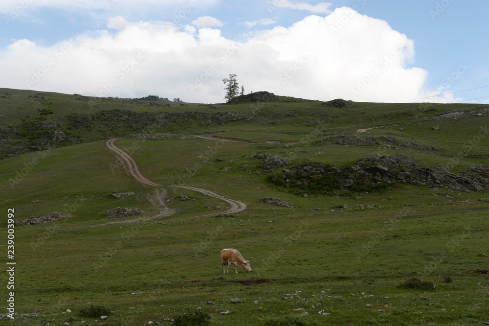 Mountain landscape with cows in the Ulagan district of the Altai Republic