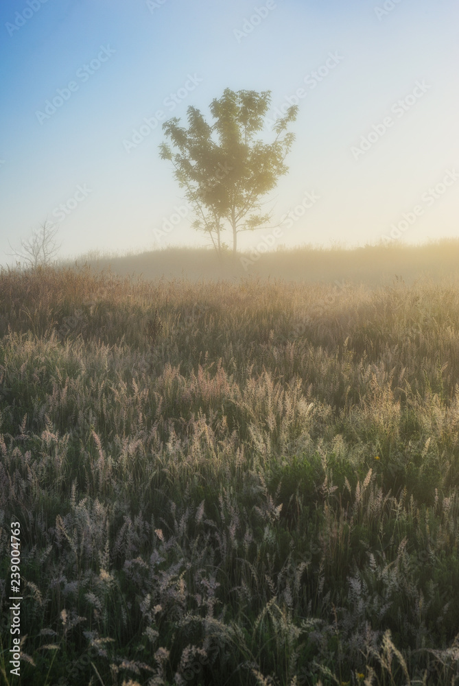 spring meadow. foggy morning in the river valley spring meadow. foggy morning in the river valley