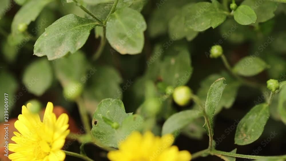 Chrysanthemum flowers as a green background Chrysanthemum flowers as a green background