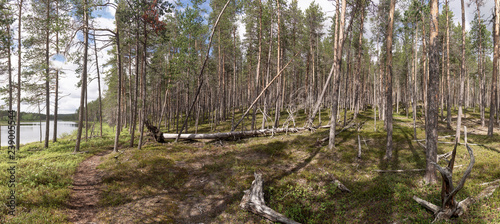 Summer forest landscape in Lapland.