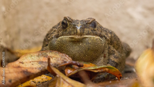 bull frog sitting on autum leaves looking into the camera