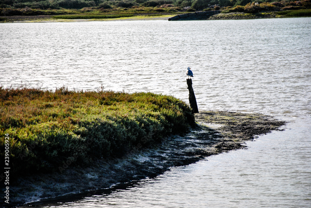 Fototapeta premium entrada de tierra en el mar con un poste con una gaviota