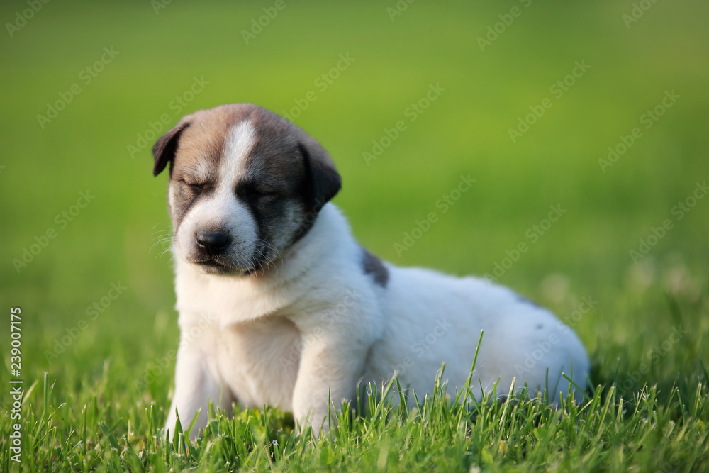 Obraz premium Adorable puppy lying on the green grass in the garden