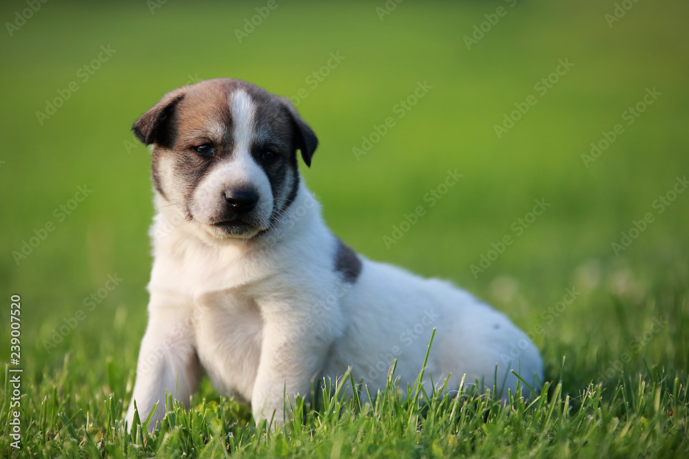 Adorable puppy lying on the green grass in the garden Adorable puppy lying on the green grass in the garden