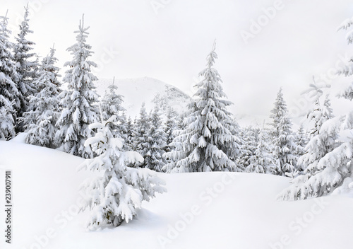 Winter landscape of mountains in fir tree forest and glade in snow. Carpathian mountains © Anastasiia Malinich