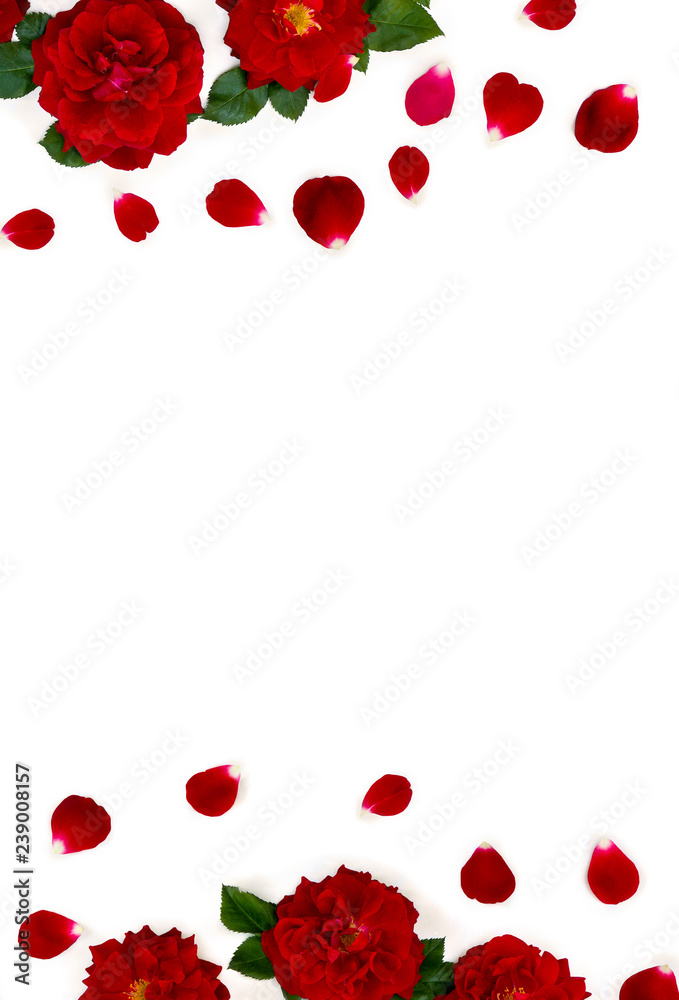 Beautiful frame of flowers red roses and petals on a white background with space for text. Top view, flat lay