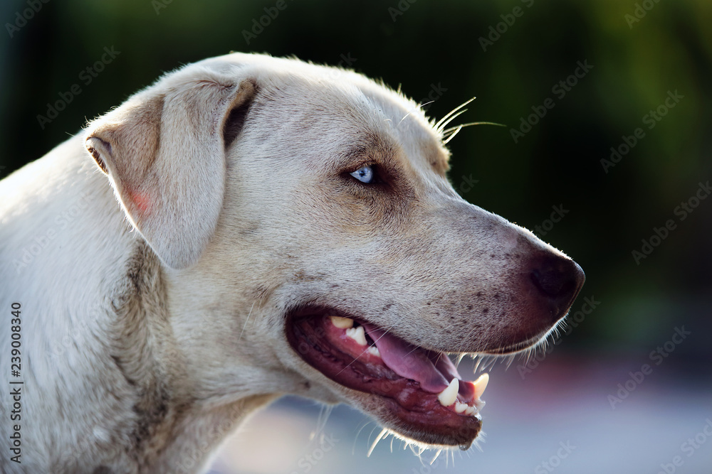 white street dog portrait