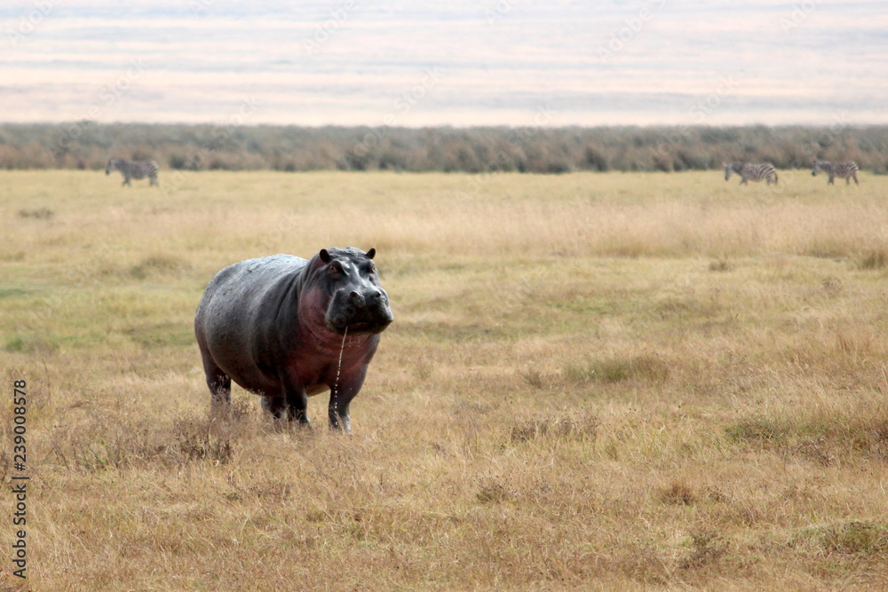 Hippos standing in grass in the Ngorongoro Crater, Tanzania