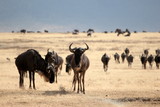 Wildebeest herd moving through the Ngorongoro Crater, Tanzania