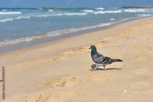 pigeon walking by the sea