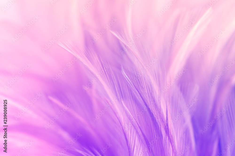 Pastel colored of chicken feathers in soft and blur style for the background Pastel colored of chicken feathers in soft and blur style for the background