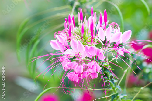 Beautiful Cleome spinosa or Spider flower in the garden, Nature background photo