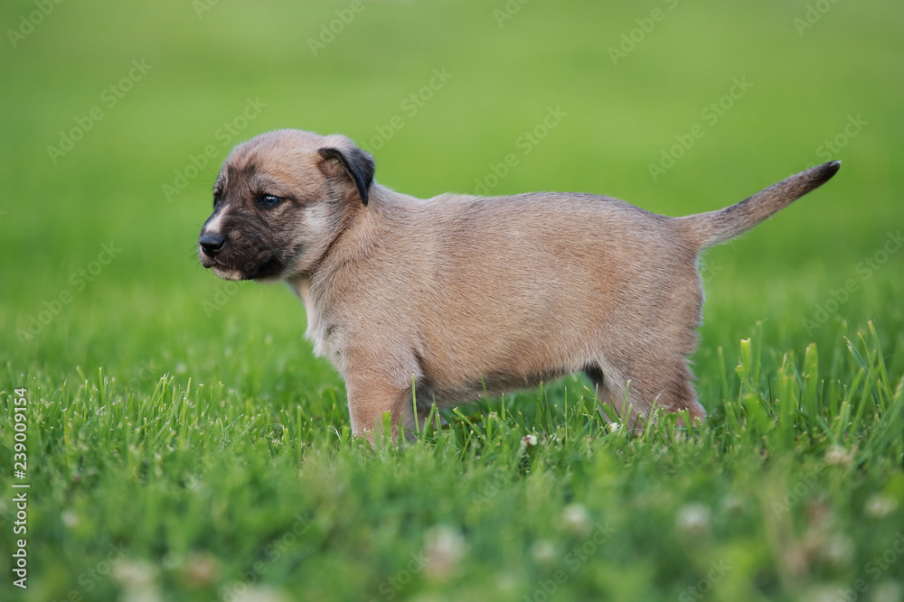 Adorable puppy lying on the green grass in the garden Adorable puppy lying on the green grass in the garden