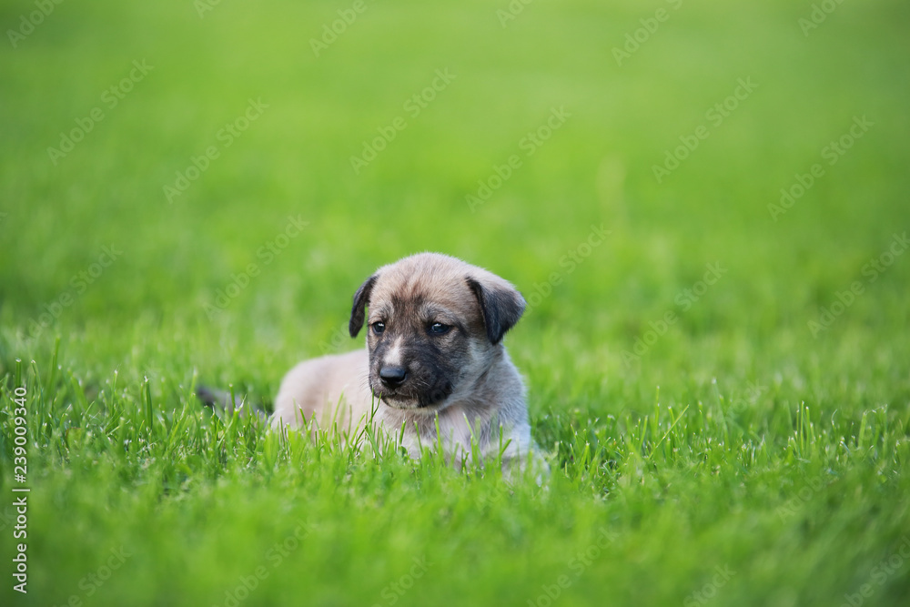 Adorable puppy lying on the green grass in the garden Adorable puppy lying on the green grass in the garden