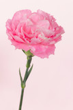 Pink carnation on pink background