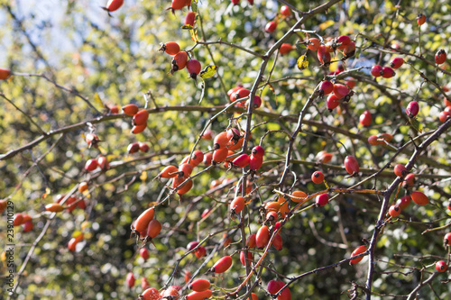 Plant full of branches and full of red berries